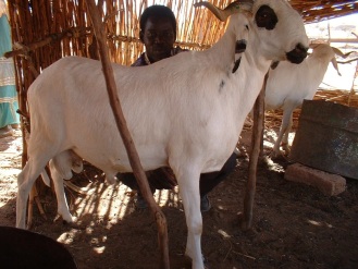 Sheep fattening BF photo credit ILRI Abdou Dangoma.jpg